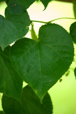 Tilia miqueliana - lípa miquelova - list